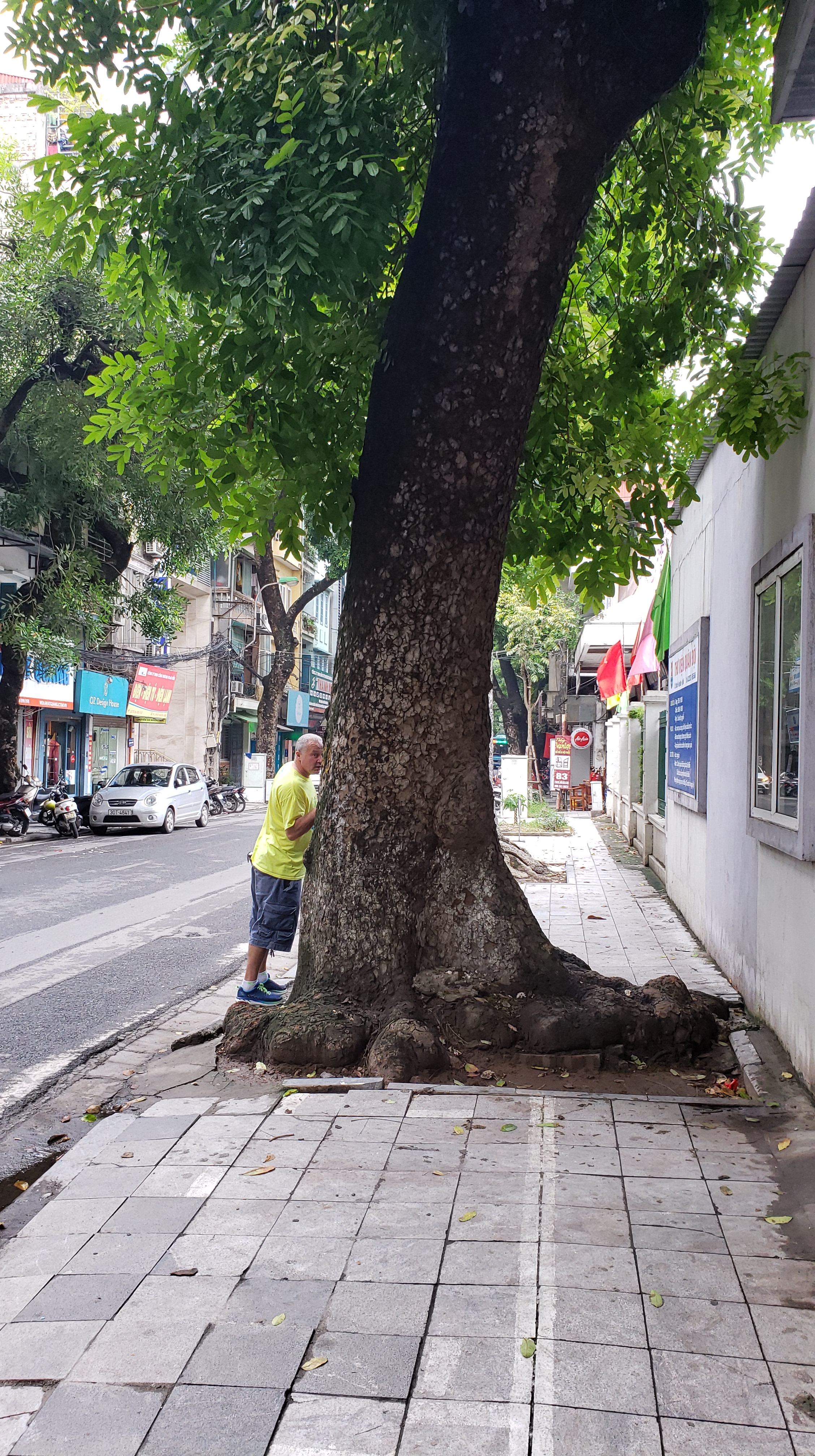 A tree in Hanoi 