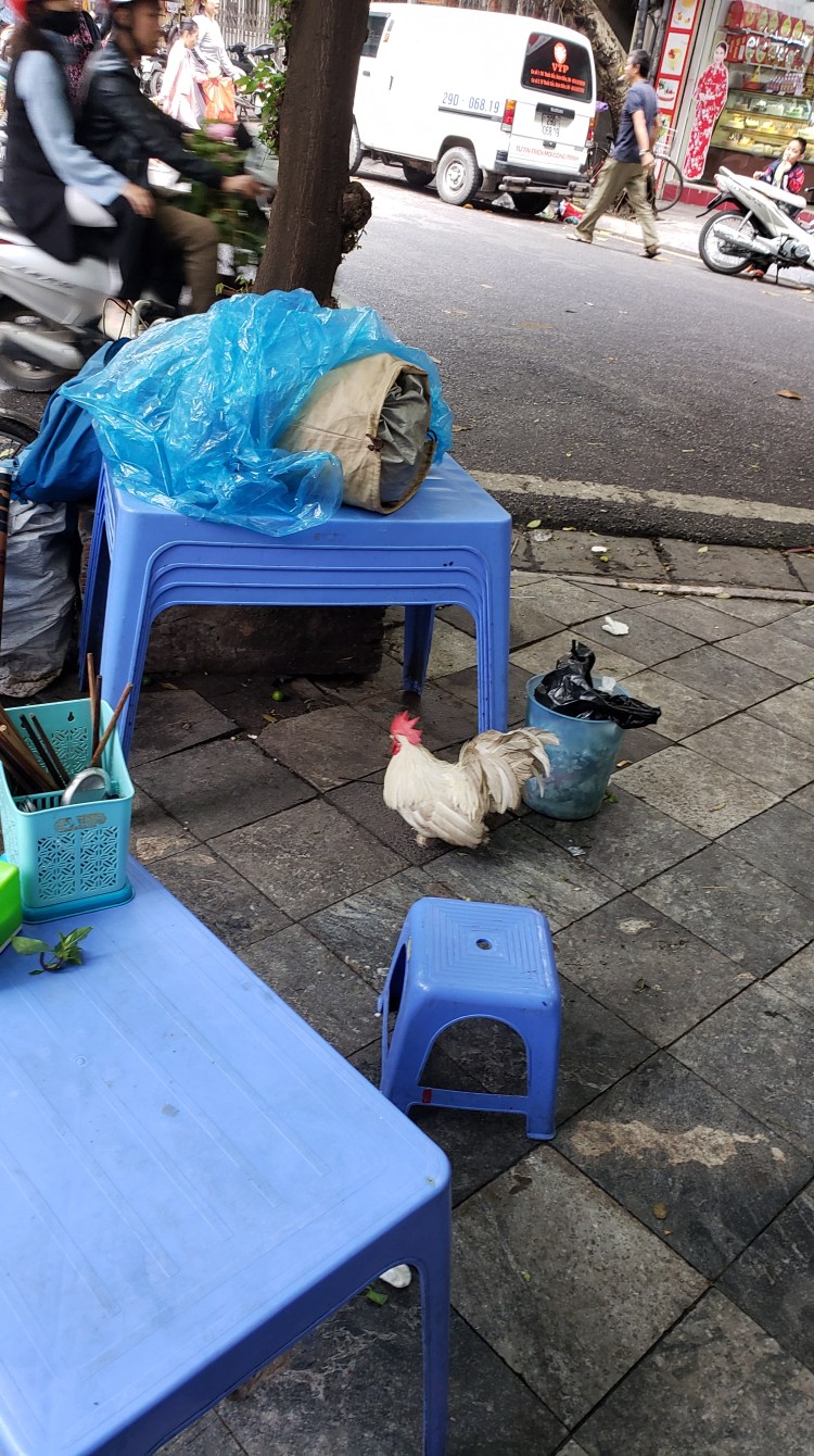 Chickens if Hanoi 